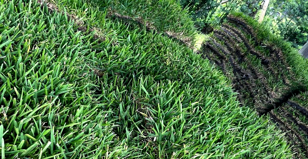 Palmetto St. Augustine sod for Florida lawns