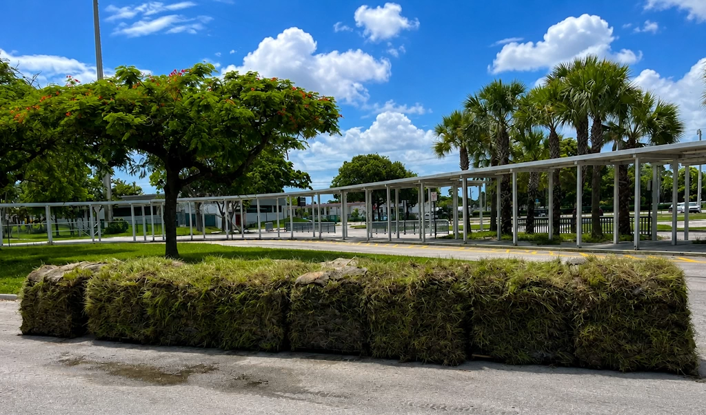Fresh Argentine Bahia sod in Florida